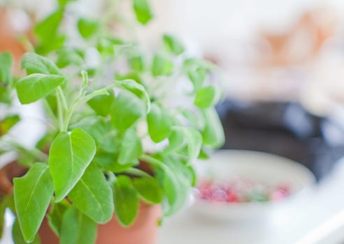 Sage plant on a pot