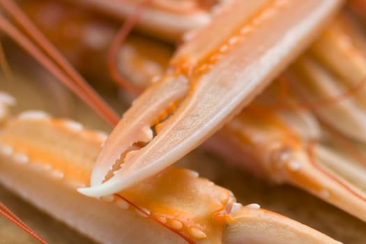 Close up of the Pliers Nephrops
