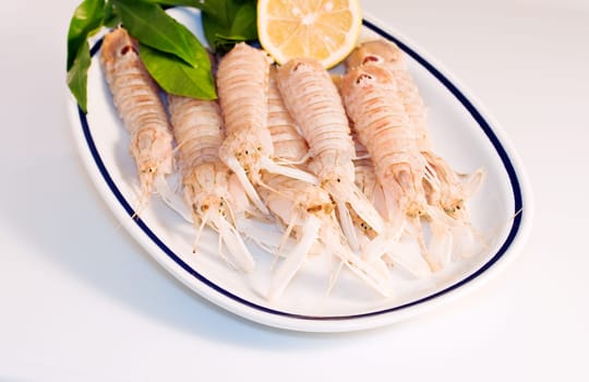 Squilla mantis, crustacean on a dish