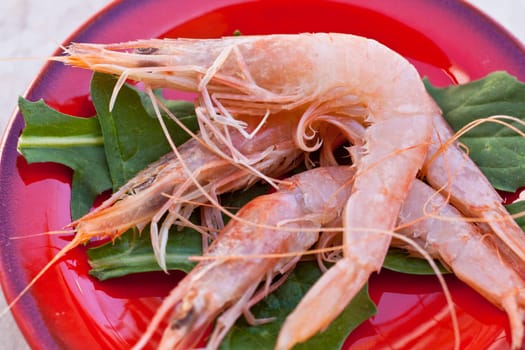 Shrimps inside a red saucer