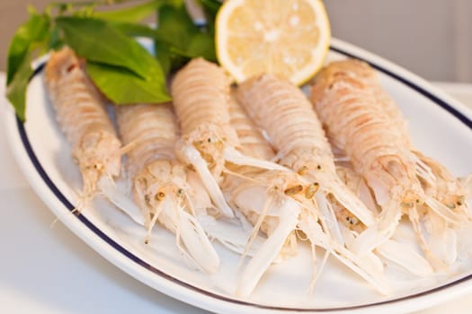 Squilla mantis, crustacean on a dish