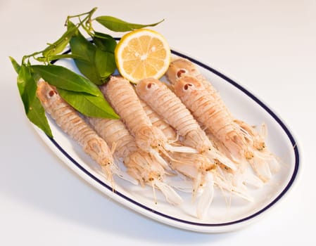 Squilla mantis, crustacean on a dish