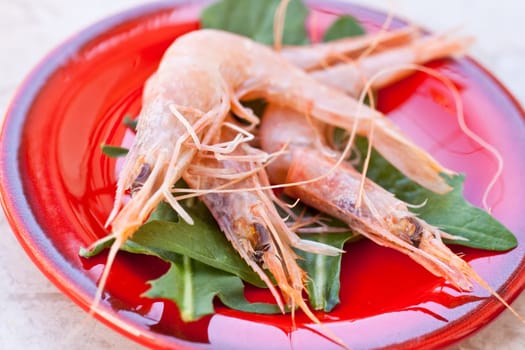 Shrimps inside a red saucer
