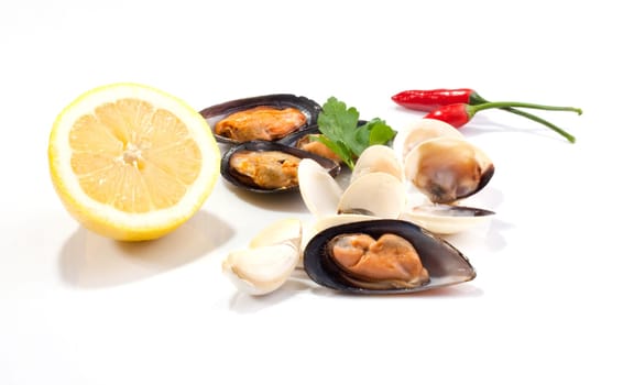Mussels and clams on white background