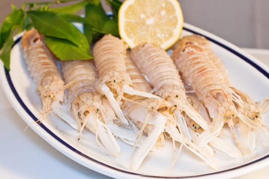 Squilla mantis, crustacean on a dish