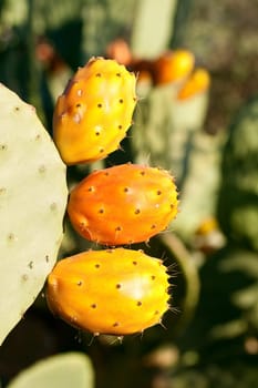 Sicilian Prickly pears on cactus