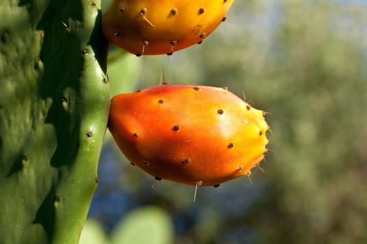 Sicilian Prickly pears on cactus