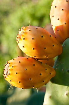 Sicilian Prickly pears on cactus