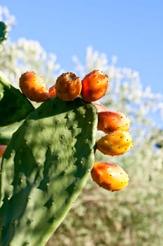 Sicilian Prickly pears on cactus