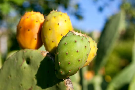 Sicilian Prickly pears on cactus