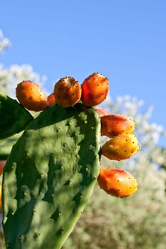 Sicilian Prickly pears on cactus