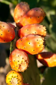 Sicilian Prickly pears on cactus