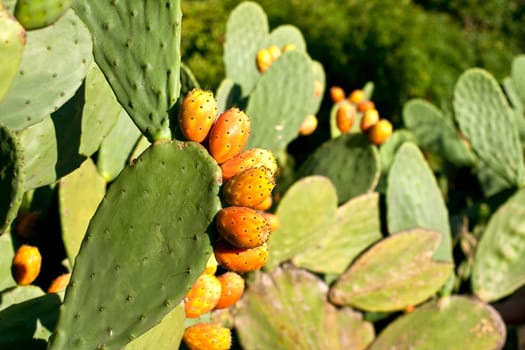 Sicilian Prickly pears on cactus