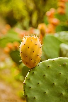 Sicilian prickly pear on cactus
