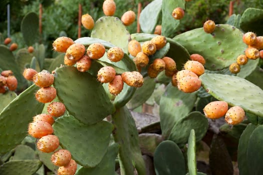 Sicilian Prickly pears on cactus