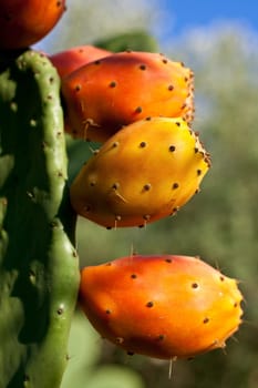 Sicilian Prickly pears on cactus