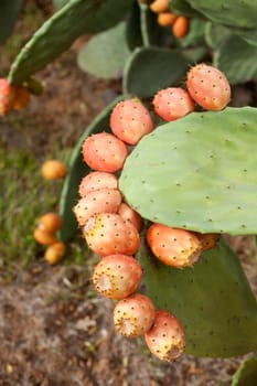 Sicilian Prickly pears on cactus