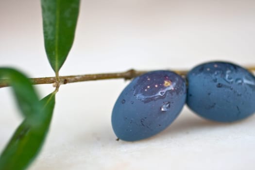 Nice Black olives on branch