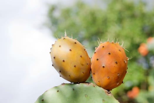 Sicilian Prickly pears on cactus