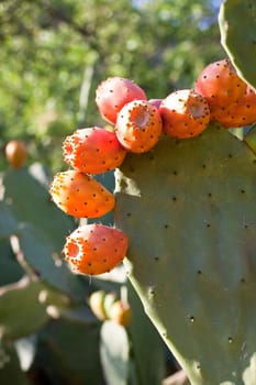 Sicilian Prickly pears on cactus