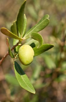 Green olives on a tree branch