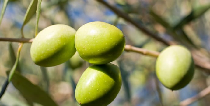 Green olives on a tree branch