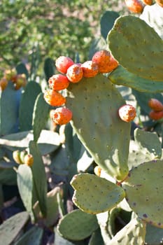 Sicilian Prickly pears on cactus
