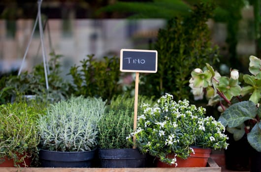 Thyme and other herbs in pots