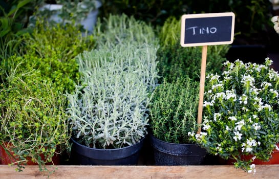 Thyme and other herbs in pots