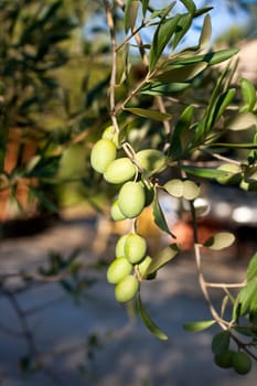 Green olives on a tree branch