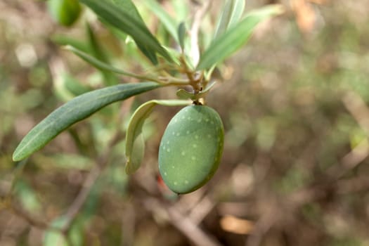 Green olives on a tree branch
