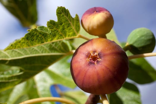 Biological figs on a branch