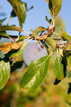 Purple plum on the branch
