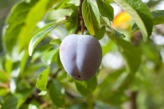 Purple plum on the branch