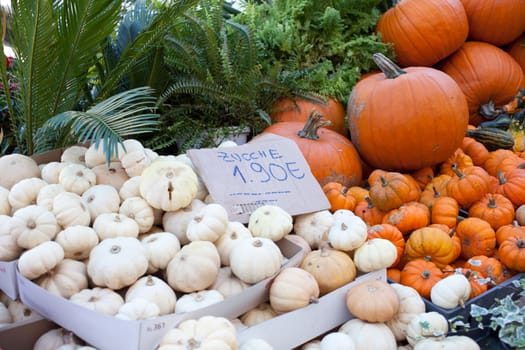 Various different pumpkins in the street market