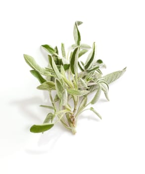 Sage isolated on white background