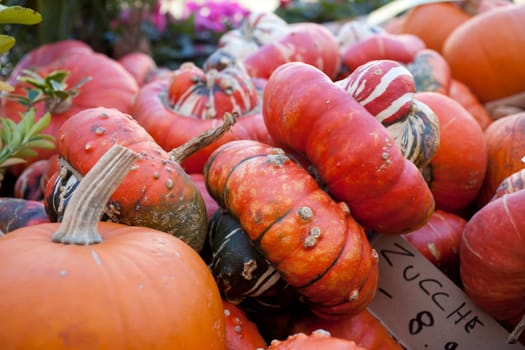 Various different pumpkins in the street market