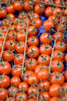 A lot of fresh tomatoes