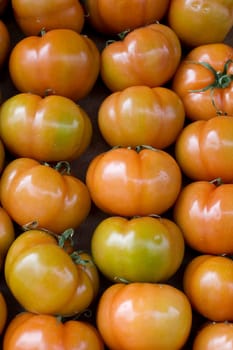 A lot of fresh tomatoes