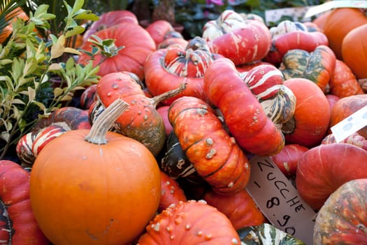 Various different pumpkins in the street market