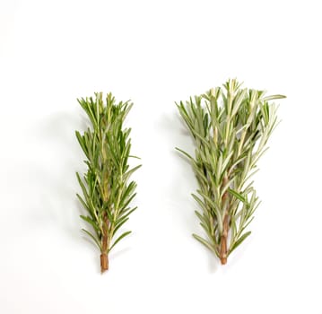 Rosemary isolated on white background