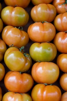 A lot of fresh tomatoes