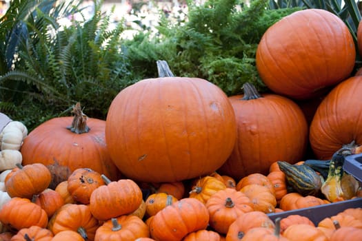 Various different pumpkins in the street market