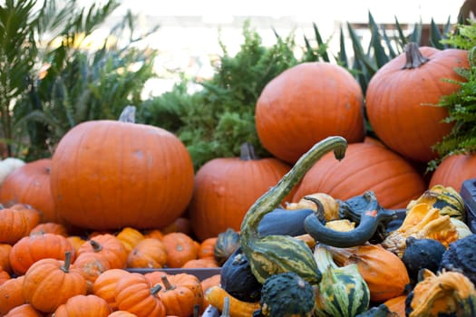 Various different pumpkins in the street market