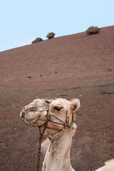 Camel riding in Lanzarote