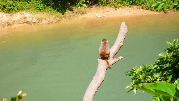 Monkey by the river
