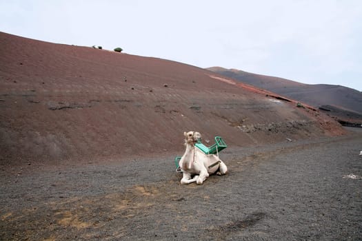 Camel riding in Lanzarote