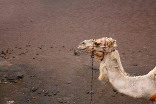 Camel riding in Lanzarote