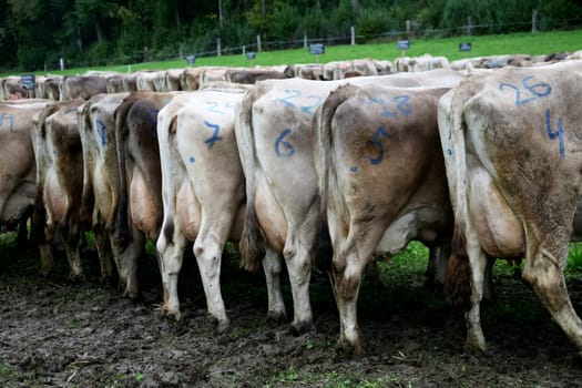 Cow Show in Switzerland