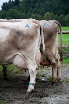Cow Show in Switzerland